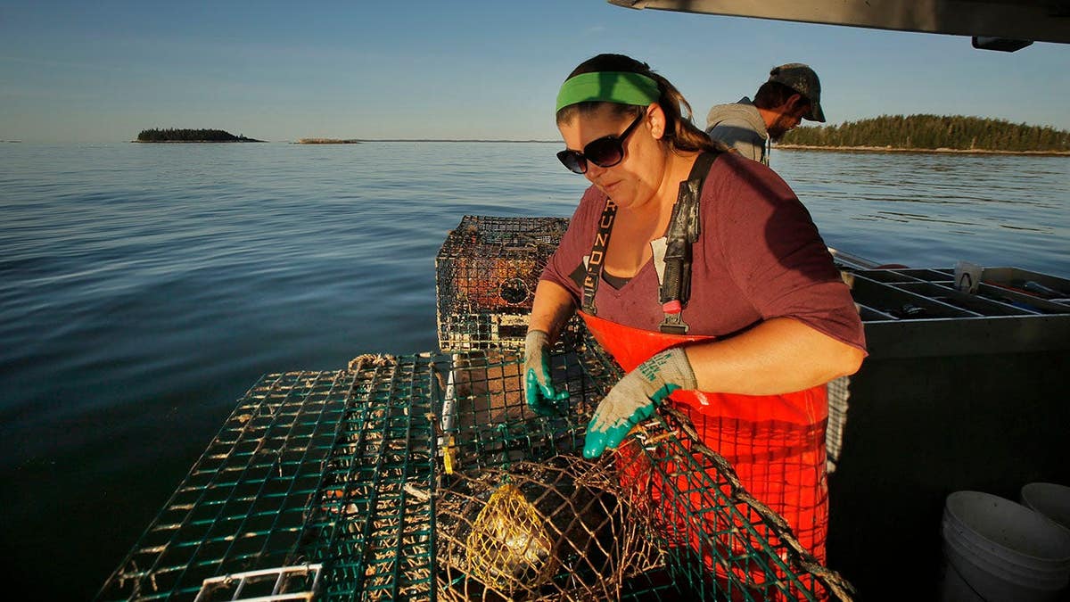Genevieve McDonald placing a bait bag in a lobster trap off the coast of Stonington, Maine
