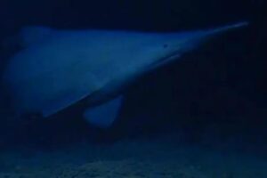 Goblin shark spotted for first time in its natural habitat — one of the deepest parts of the ocean Goblin shark spotted for first time in its natural habitat — one of the deepest parts of the ocean