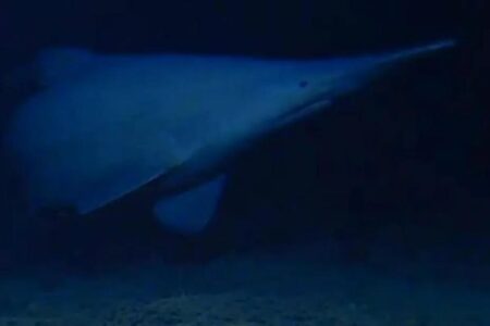 Goblin shark spotted for first time in its natural habitat — one of the deepest parts of the ocean