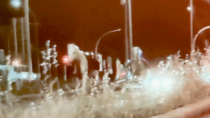 Fireworks reportedly trigger mass horse stampede through Rome streets, injuring several soldiers