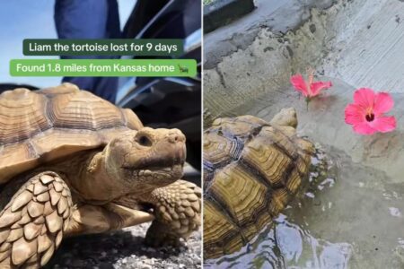Missing tortoise reunited with family after frantic search