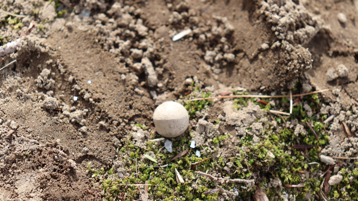 MUSKET BALLS CONCRD MA