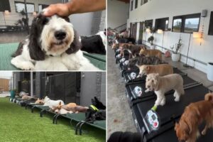LA doggy daycare launches training program to help dogs overcome fear of fireworks