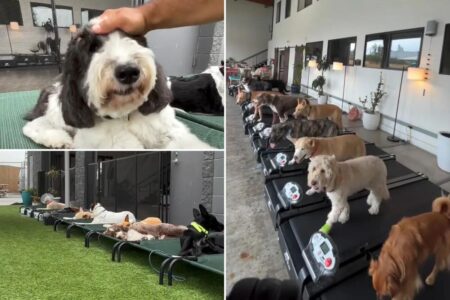 LA doggy daycare launches training program to help dogs overcome fear of fireworks