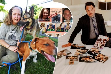 Exclusive | New York couple locked in savage ‘dogfight’ with pet rescue over ownership of foster pups 