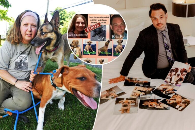 Exclusive | New York couple locked in savage ‘dogfight’ with pet rescue over ownership of foster pups 