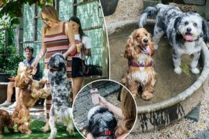 Exclusive | Dog dating app sniffs out new furry friends — and prods owners to break out of their bubbles: ‘It was fun for me, too’