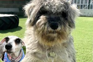 Animal lovers in awe of rescue dog’s unrecognizable ‘glow-up’ — revealing a ‘to die for’ feature Animal lovers in awe of rescue dog’s unrecognizable ‘glow-up’ — revealing a ‘to die for’ feature