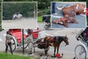 Central Park carriage horses return to work – as bombshell report reveals dozens of ‘abnormalities or concerns’ inside stables