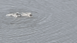 Rogue swimmer arrested after diving into 11-acre Central Park lake in failed attempt to escape NYPD Rogue swimmer arrested after diving into 11-acre Central Park lake in failed attempt to escape NYPD
