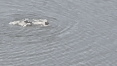 Rogue swimmer arrested after diving into 11-acre Central Park lake in failed attempt to escape NYPD