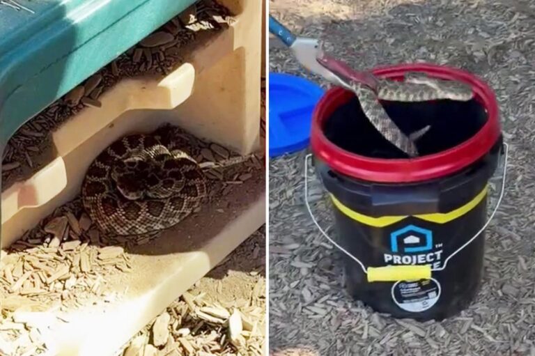 Vicious rattlesnake goes berserk after child spots it in preschool playhouse Vicious rattlesnake goes berserk after child spots it in preschool playhouse