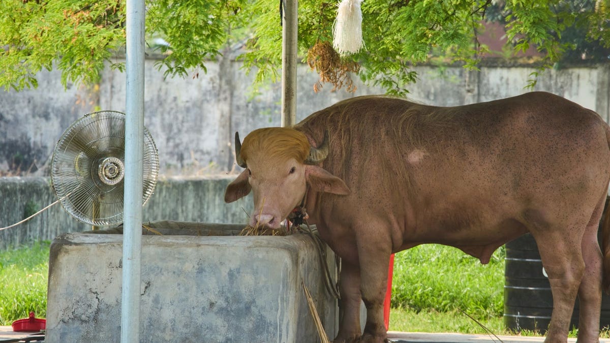 A rare albino buffalo fondly named after Donald Trump for its distinctive blond tuft stands in an enclosure at the national zoo, in Dhaka, Bangladesh,