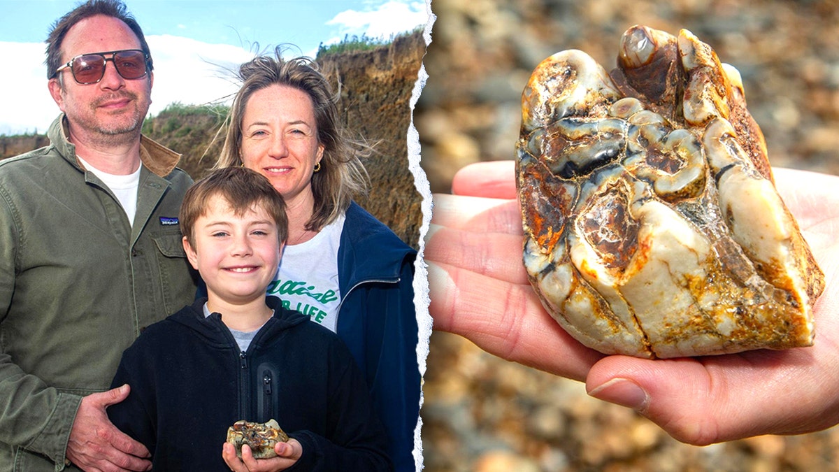 Split of child, elephant tooth