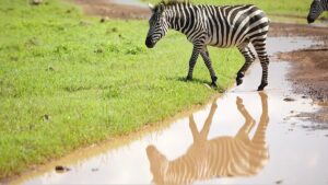 From safari to golf: Tanzania’s new strategy to attract tourists From safari to golf: Tanzania’s new strategy to attract tourists