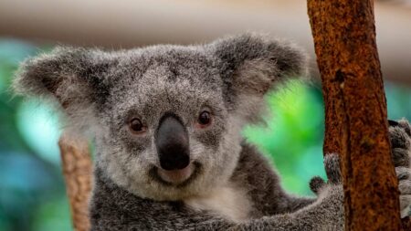Wildlife holiday bucket list: The animals travellers want to see most Wildlife holiday bucket list: The animals travellers want to see most
