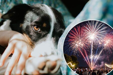 Pet owners canceling plans to stay home with their pups on 4th of July as runaway cases surge