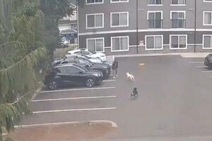 Horrifying moment pregnant woman is attacked by dogs — as doctors forced to induce labor Horrifying moment pregnant woman is attacked by dogs — as doctors forced to induce labor