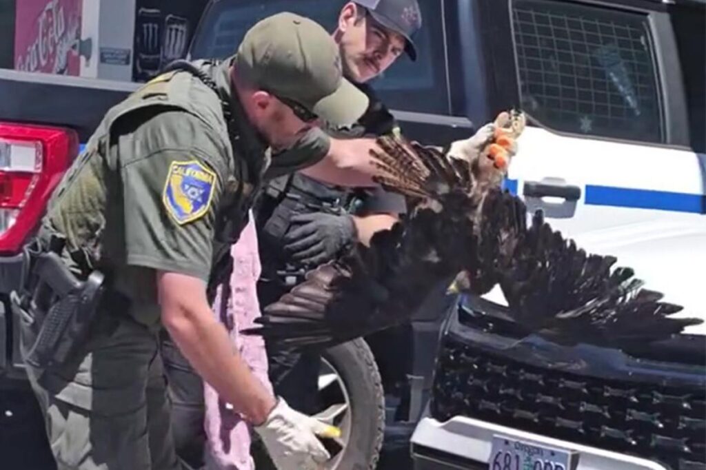 Massive hawk miraculously survives 200 miles trapped in car grille before driver realized