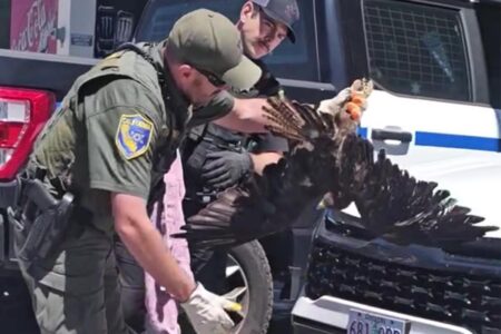 Massive hawk miraculously survives 200 miles trapped in car grille before driver realized