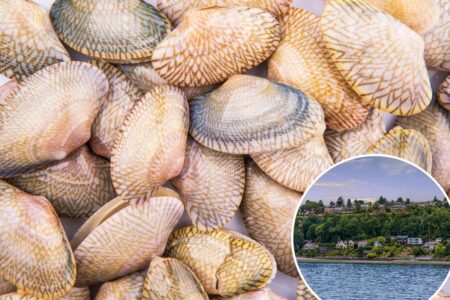 Cancer is ravaging the shellfish population in West Coast waters favored by top US restaurants Cancer is ravaging the shellfish population in West Coast waters favored by top US restaurants