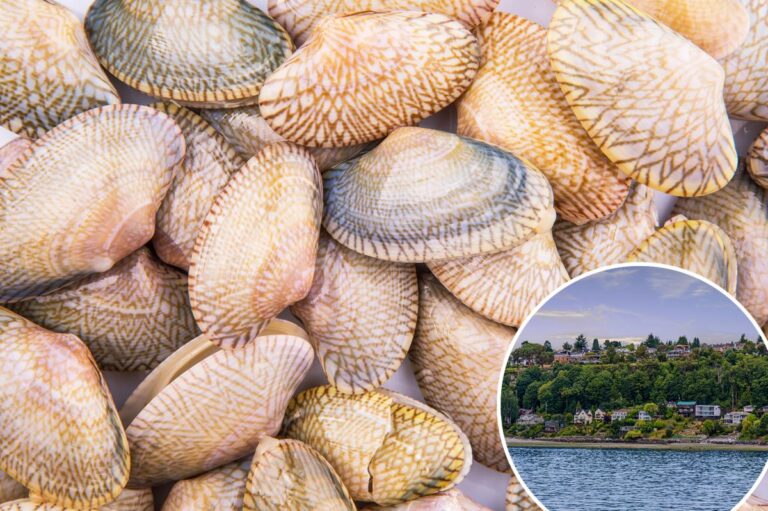 Cancer is ravaging the shellfish population in West Coast waters favored by top US restaurants