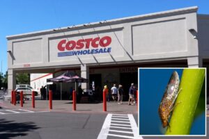 Why Santa Clara County is going door to door looking for Costco purchases