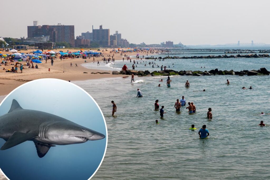 Exclusive | Are NYC swimmers facing more shark attacks than normal this summer? Experts reveal what’s going on