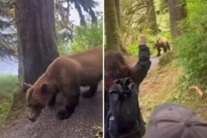 Intense video captures moment group of Alaskan hikers come face-to-face with grizzly bear on trail Intense video captures moment group of Alaskan hikers come face-to-face with grizzly bear on trail