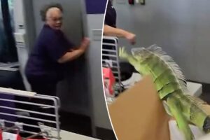 Iguana leaps out of box at FedEx store — sending store associates running in hilarious video