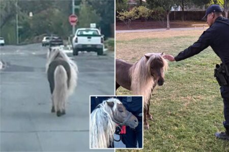 Escaped pony leads police on wild chase through streets of major California city: ‘Hold your horses!’