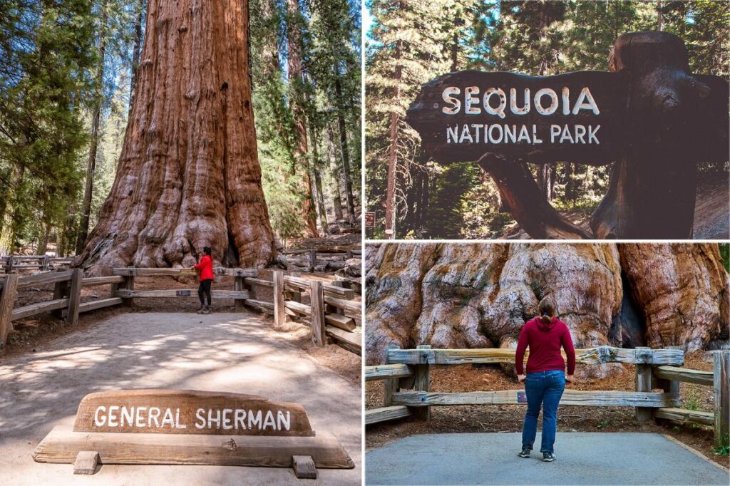 Horror as tourist dies on popular trail in Sequoia National Park