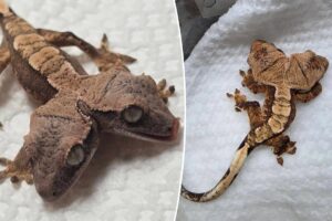 Two-headed gecko named Simon and Garfunkel defies odds of survival