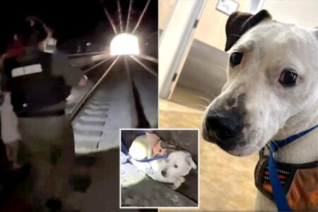 Terrified pup survives 2 days in pitch-black California tunnel before dramatic rescue