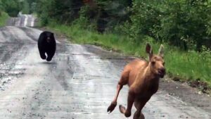 Maine man uses truck to rescue moose calf from charging bear: ‘I knew what I had to do’