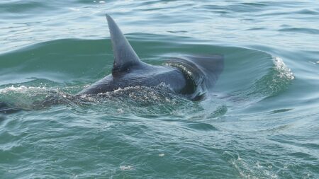 Shark sightings spike near America’s beaches as July 4 crowds head to shore for weekend
