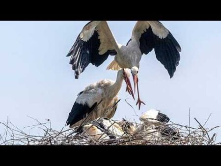 ‘The storks were here before me’: Pensioners live side-by-side with storks in this Croatian village