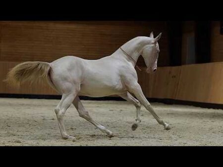 Good breeding: Kazakh ‘satin’ horse becomes new national symbol