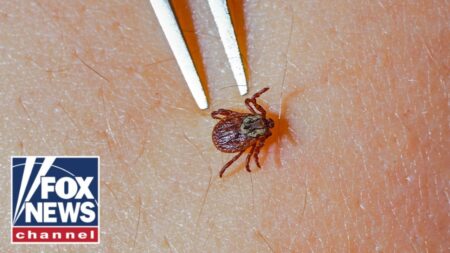 Rare tick-borne virus SURGES as summer camp season begins