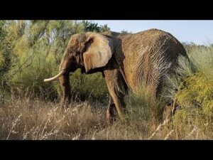 Portugal’s last circus elephant finds refuge in Alentejo sanctuary Portugal’s last circus elephant finds refuge in Alentejo sanctuary