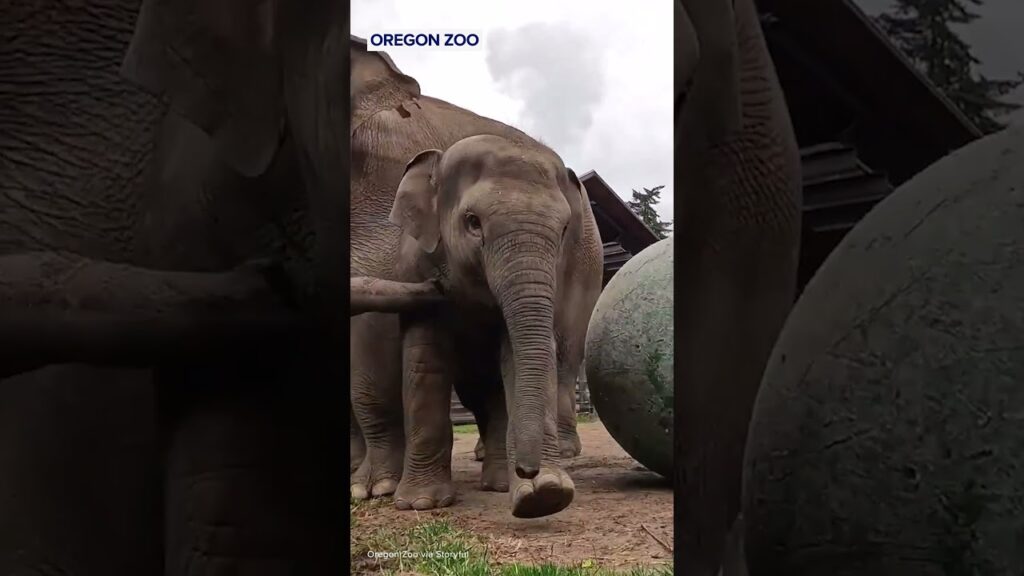 Baby elephant has a ‘ball’ playing with new toy at Oregon Zoo
