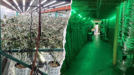 California seizes 63,000 pounds of illegal cannabis worth 4 million in major crackdown