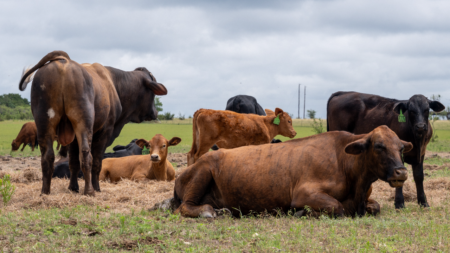 Trump administration expands ‘Product of USA’ label as push for American-raised beef grows