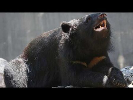 Japanese school teaches children how to stay safe around wild bears
