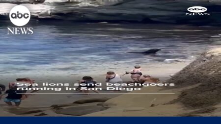 Sea lions send beachgoers running in San Diego