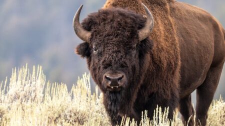 Yellowstone bison attack witness believes man saved his grandson by taking brunt of attack