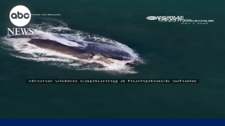 Drone video captures humpback whale feeding near shore