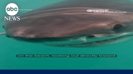 Great white shark seen off Rhode Island coast in rare underwater video