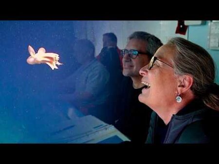 Arctic seabed mission documents fragile marine life threatened by Norway’s deep-sea mining plans Arctic seabed mission documents fragile marine life threatened by Norway’s deep-sea mining plans