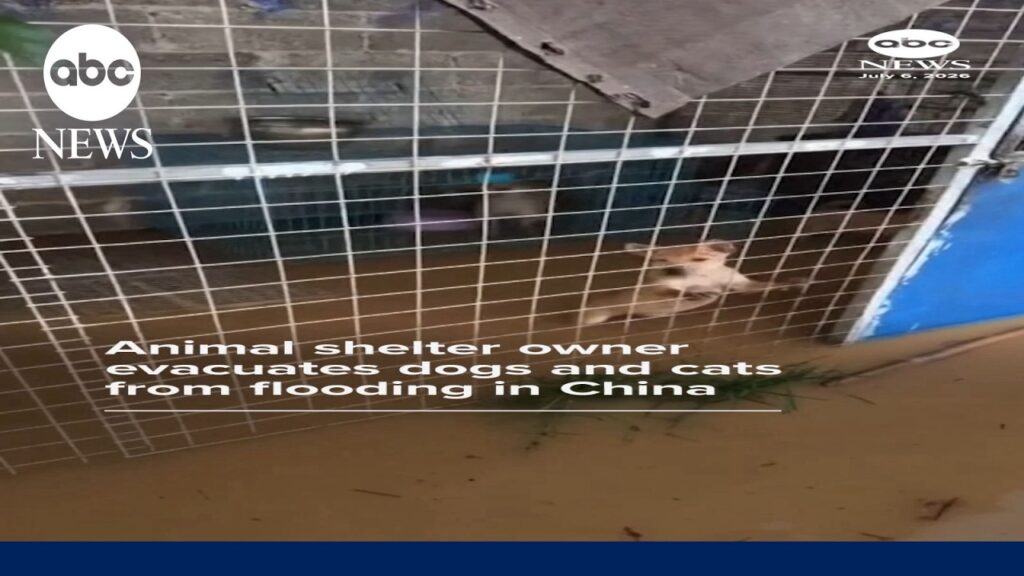 Animal shelter owner evacuates dogs and cats from flooding in China